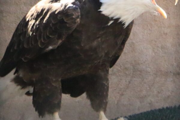 Riverside Discovery Center Scottsbluff Zoo