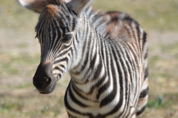Riverside Discovery Center Scottsbluff Zoo