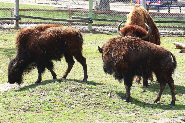 Riverside Discovery Center Scottsbluff Zoo